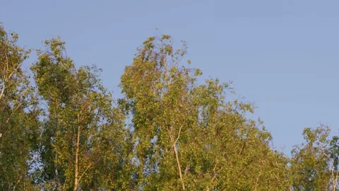 Birch Tree Canopy in Wind with Warm Sunset Light and Blue Sky Vídeos de archivo 336617556