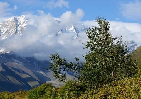 Birch tree in Caucasus mountains,Upper Svaneti ,Georgia Stock Photos