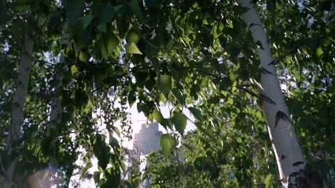 Birch tree in the city with summer rays Video stock 197203639