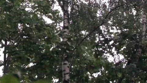 Birch tree  in the city under the rain Stock Footage 134598851