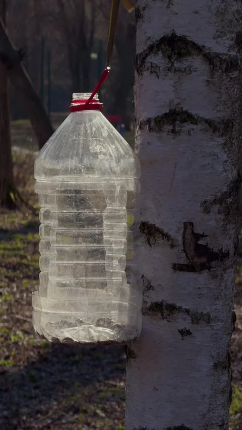 Birch Tree with a Clear Water Collection Bottle for Efficient Maple Syrup Stock Footage 305267499