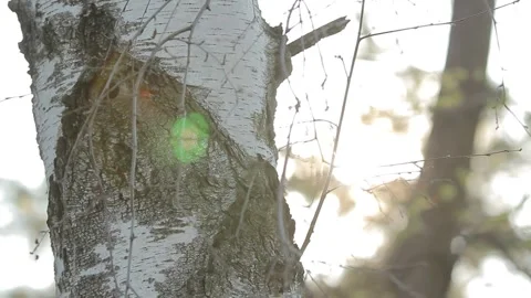Birch tree close-up Stock Footage 287917328