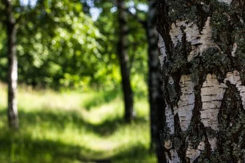 Birch Tree Close-Up Stock Photos