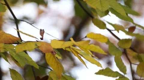 Birch Tree Close Up Tracking Shot Stock Footage 48481177