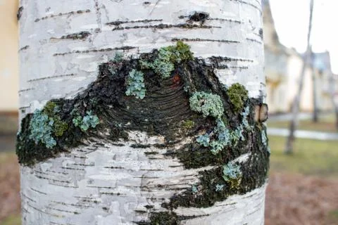 The birch tree. Close up view of Birch bark for background texture. Stock Photos