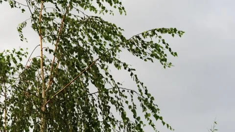 Birch tree on a cloudy day and wind Stock Footage 134679789