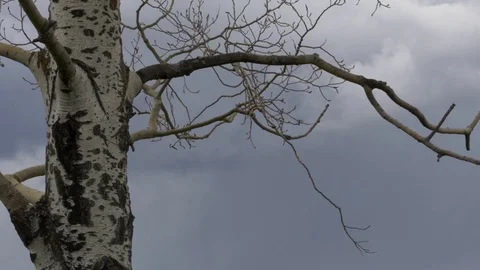 Birch tree with cloudy skies. Видео 77579737