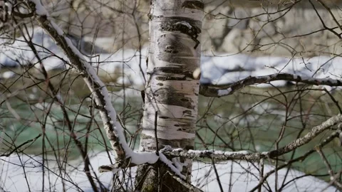 Birch tree in cold winter season day as water flows in stream in background Stock Footage 319066493