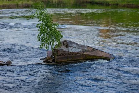 Birch Tree on Concrete in River — Narva, Estonia, 04 June  2025 Stockfoto's