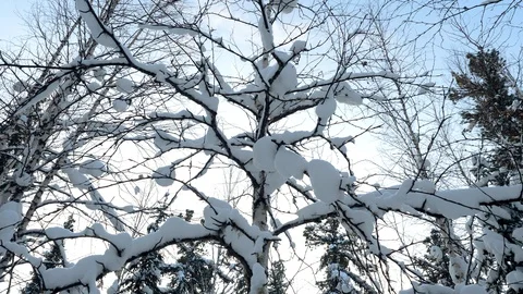 Birch tree covered with snow against a blue sky in winter. 4K Video stock 128587490