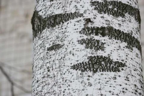 Birch tree covered by snow and frost texture Stock Photos