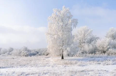 A birch tree covered with a thick layer of frost illuminated by the sun on a  Stock Photos