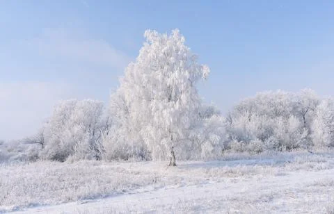 A birch tree covered with a thick layer of frost on a frosty winter morning a Stock Photos