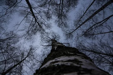 Birch tree crown with a view of the cloudy sky in winter. Bottom-up view Stock Photos