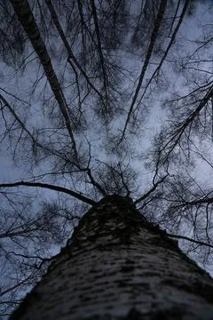 Birch tree crown with a view of the cloudy sky in winter. Bottom-up view Stock Photos