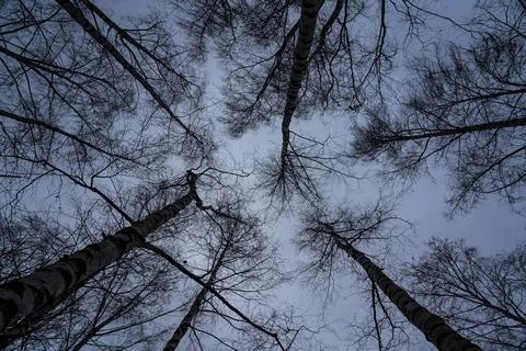 Birch tree crown with a view of the cloudy sky in winter. Bottom-up view Stock Photos