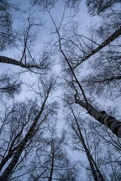 Birch tree crown with a view of the cloudy sky in winter. Bottom-up view Stock Photos