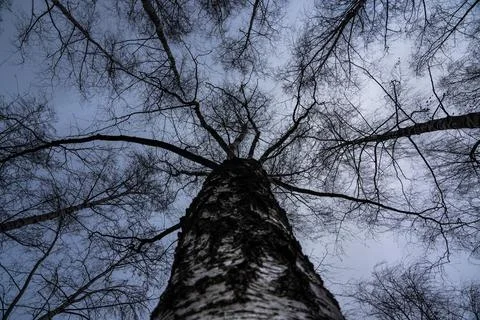 Birch tree crown with a view of the cloudy sky in winter. Bottom-up view Stock Photos