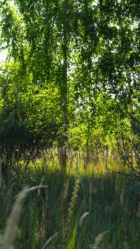 Birch tree in a dense summer or spring forest, thick grass swaying vertical Stock Footage 255672026