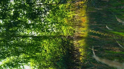 Birch tree in a dense summer or spring forest, thick grass swaying vertical Stock Footage 256995019