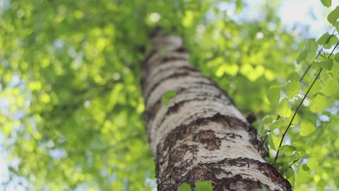 Birch tree depth of field FullHD ProRes 422 HQ Stock Footage 129994655