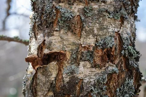 Birch tree with dissected bark and under it mink Stock Photos