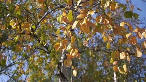 Birch tree in the Fall. Birch yellow and green leaves in the autumn. Stock Footage 139825201