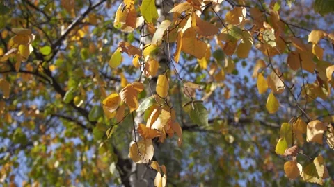 Birch tree in the Fall. Birch yellow and green leaves in the autumn. Stock Footage 139825202