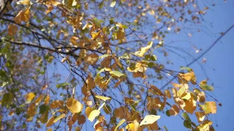 Birch tree in the Fall. Birch yellow and green leaves in the autumn. Stock Footage 139825244