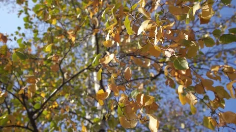 Birch tree in the Fall. Birch yellow and green leaves in the autumn. Stock Footage 139825285