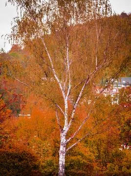 The birch tree in the fall Stock Photos