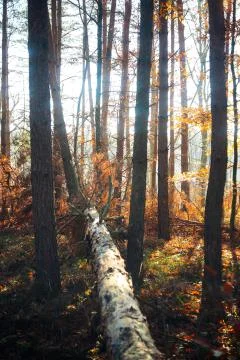 Birch tree fallen Stock-Fotos