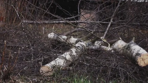Birch tree falling down after being cut, slow motion Stock Footage 71056291