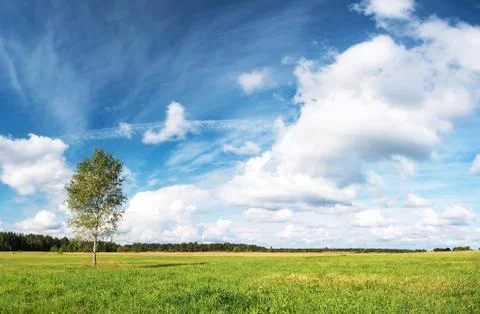 Birch tree at the field Stock Photos