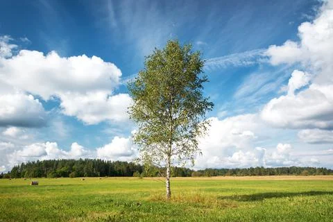Birch tree at the field Stock Photos