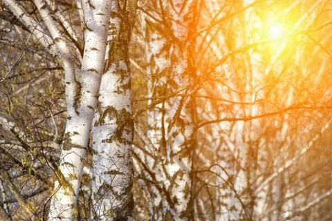 Birch tree in field at spring sunset with green and orange background Stock Photos