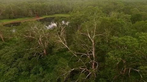 Birch. Tree. Filming with quadrocopters tree Stock Footage 72608568