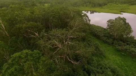 Birch. Tree. Filming on top of the tree Stock Footage 72608461