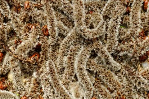 Birch tree flower Stock Photos