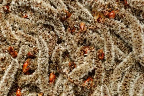 Birch tree flower Stock Photos