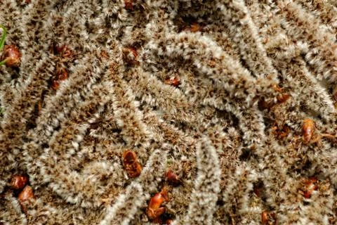 Birch tree flower Stock Photos