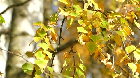 Birch tree foliage in autumn sunlight, white birch branches in the sun closeu Stock Footage 165703888