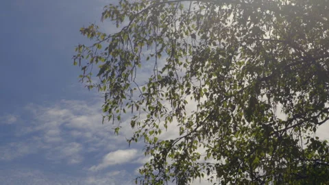 Birch tree foliage Stock Footage 301594870