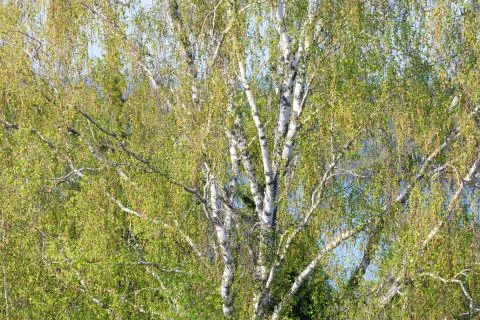 Birch tree foliage growing at spring Stock Photos