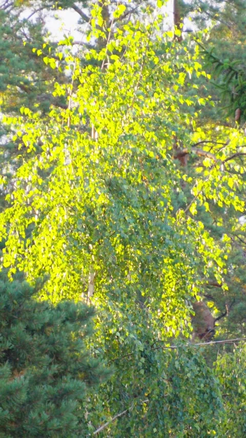 Birch Tree Foliage Illuminated By Warm Sunlight Stock Footage 345983302