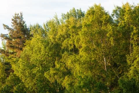 Birch tree foliage Stock Photos
