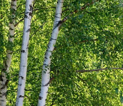 Birch tree foliage in summer. Foto stock