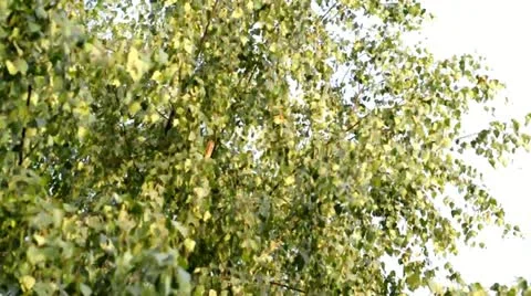 Birch tree 動画素材 21234011
