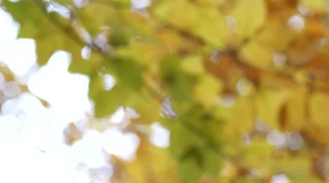 Birch Tree Stock Footage 48457939