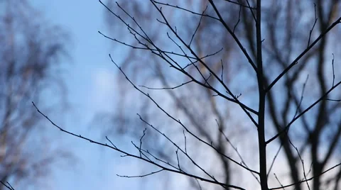 Birch Tree Stock Footage 48484037